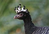 Bare-faced Curassow